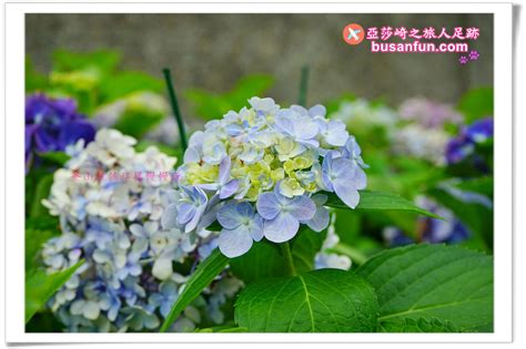 太宗台 繡球花|釜山｜太宗台繡球花慶